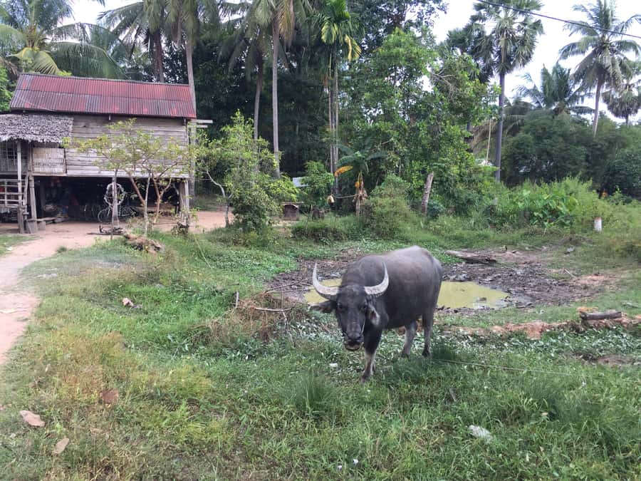 Siem Reap: 4-Day Angkor Wat and Beng Mealea Tour - Day 2: Angkor Thom highlights, smaller temples off the main route, and Ta Prohm from Tomb Raider