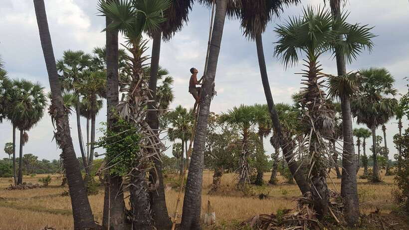 Siem Reap: 6-Hour Easy Rider Motorbike Tour - Riding the Red Clay Roads and Passing Rice Fields
