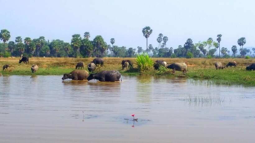 Siem Reap: 6-Hour Easy Rider Motorbike Tour - Market and Buddhist Pagoda Stops: Small Details You Can Actually See