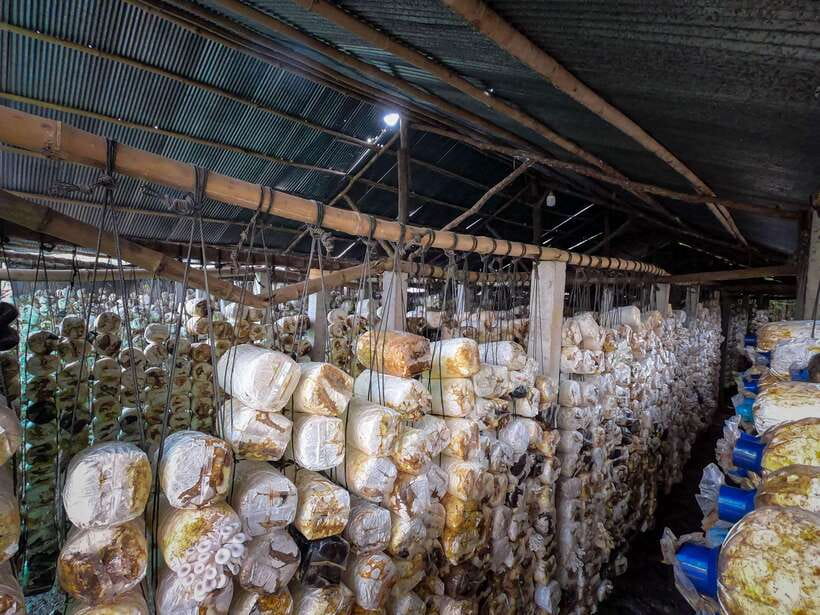 Siem Reap: Afternoon Cooking Class & Village Tour - Farms for vegetables and mushrooms: picking ingredients for your dishes