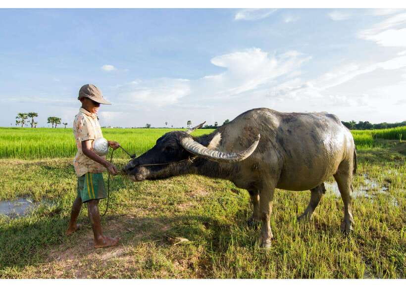 Siem Reap: Afternoon Cooking Class & Village Tour - The 3:00 pm pickup and ride out past rice paddies and temples