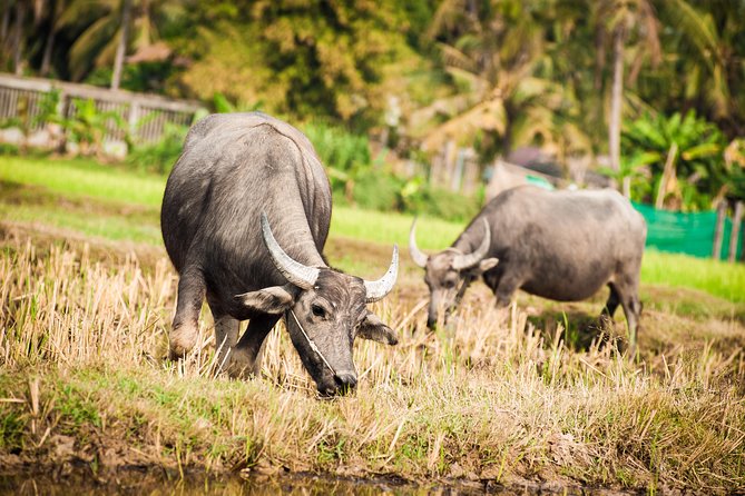 Siem Reap Countryside Guided Tour by Bike and E-Bike Private Tour - Angkor Archaeological Park outskirts: the temple zone without the stampede