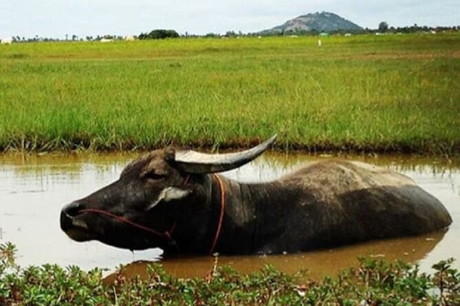 Siem Reap Countryside Sunset Jeep Tour - Half-day - Price and value: what $50 includes (and why it feels fair)