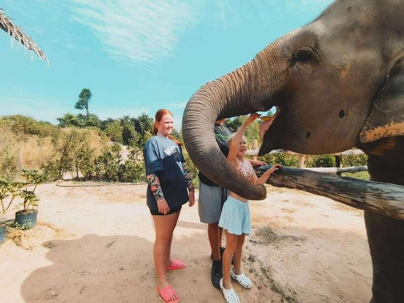 Siem Reap: Elephant Sanctuary Included Hotel Pickup Drop-off - Hotel Pickup Windows and the Roofed Truck Reality