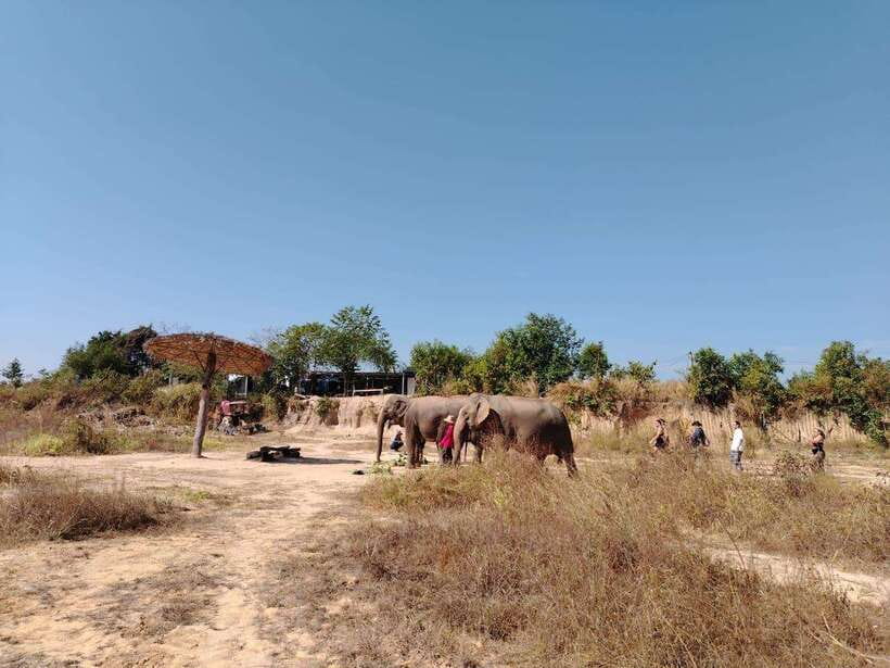 Siem Reap: Elephants & Apopo Rat Demining Private Trip - Two Worlds, One Siem Reap Day: Elephants plus APOPO Hero Rats
