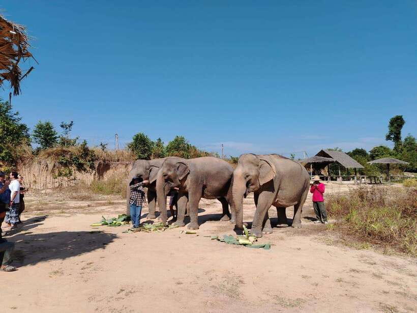Siem Reap: Elephants & Apopo Rat Demining Private Trip - Elephant Sanctuary: Intro Briefing, Handmade Snacks, and Elephants That Set the Pace