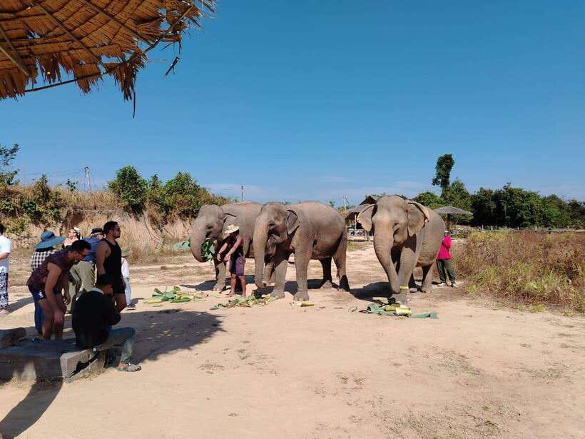 Siem Reap: Elephants & Apopo Rat Demining Private Trip - Elephant First or Rats First: Choosing the Right Order