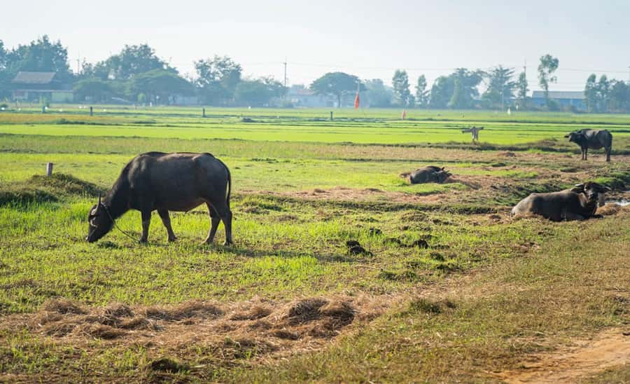 Siem Reap: Guided Countryside Bike Tour - Key highlights that matter in real life