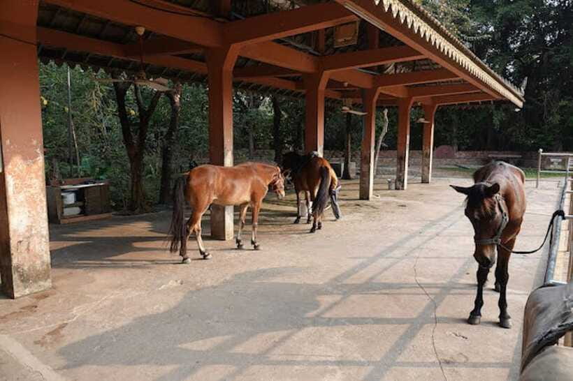 Siem Reap Happy Horse Riding Free Pick-up & Drop-off - How instruction and “easy/relaxing” translate on the ground