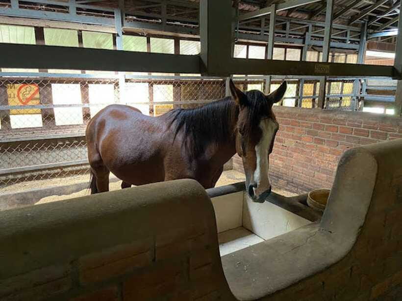 Siem Reap Happy Horse Riding Free Pick-up & Drop-off - Who should book, and who should skip this ride
