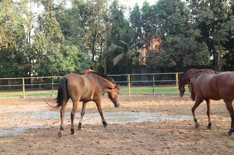 Siem Reap Happy Horse Riding Free Pick-up & Drop-off - Practical details that can make or break your experience