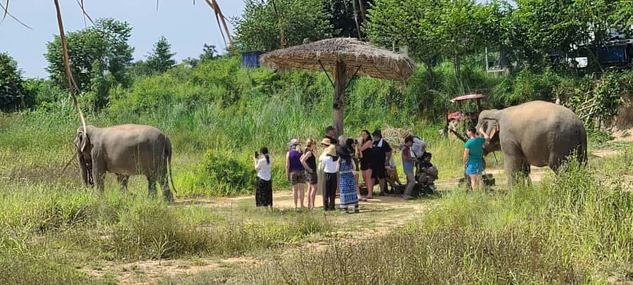 Siem Reap: Kulen Elephant Forest Guided Tour - Kulen Elephant Forest: What this experience teaches you