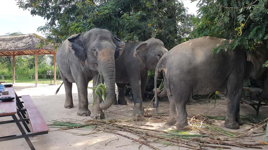 Siem Reap: Kulen Elephant Forest Guided Tour - From Angkor Village Hotel to Kulen: The ride and timing you should plan for