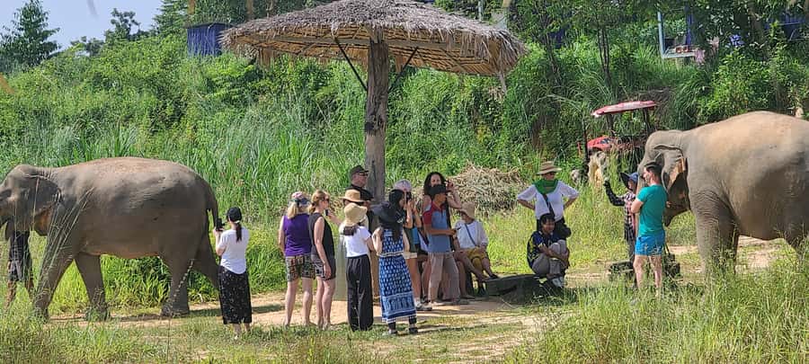 Siem Reap: Kulen Elephant Forest Guided Tour - Watching elephant relationships: The pond, the walking, and the choices in between