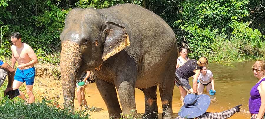 Siem Reap: Kulen Elephant Forest Guided Tour - Price and value: Is $128 a smart buy for this day?