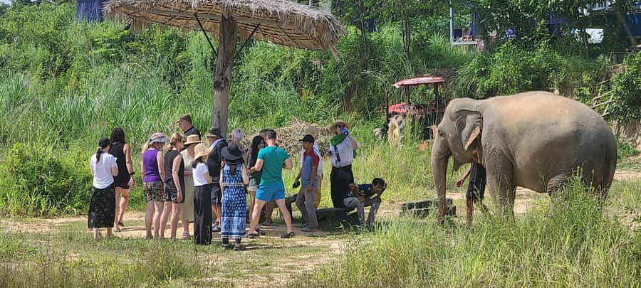 Siem Reap: Kulen Elephant Forest Guided Tour - Who should book this Kulen elephant day trip, and who should skip it