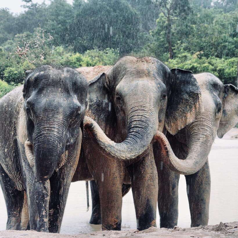 Siem Reap: Kulen Elephant Forest & Tonlesap Lake - Getting to Kulen Elephant Forest from Siem Reap: the day starts before you see anything