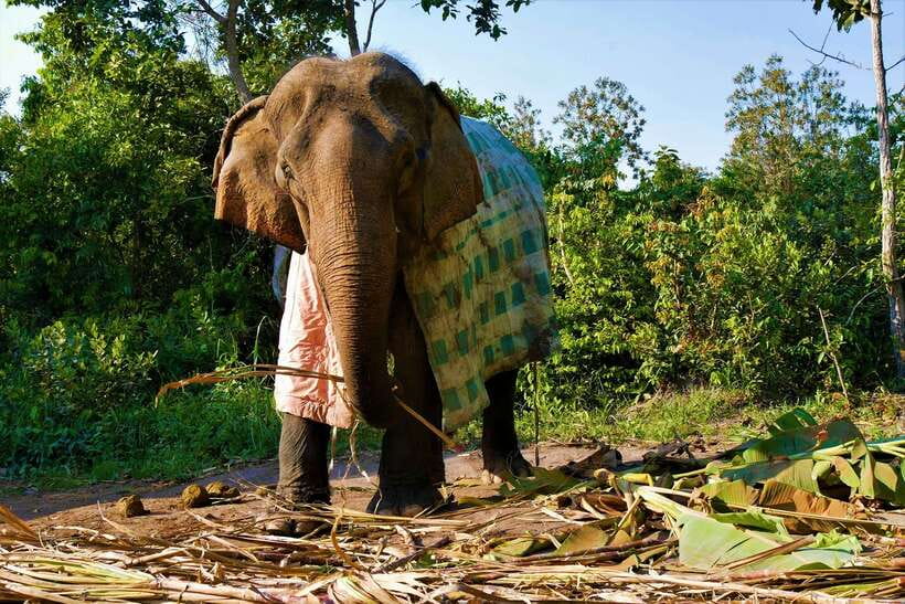 Siem Reap: Kulen Elephant Forest & Tonlesap Lake - FAQ