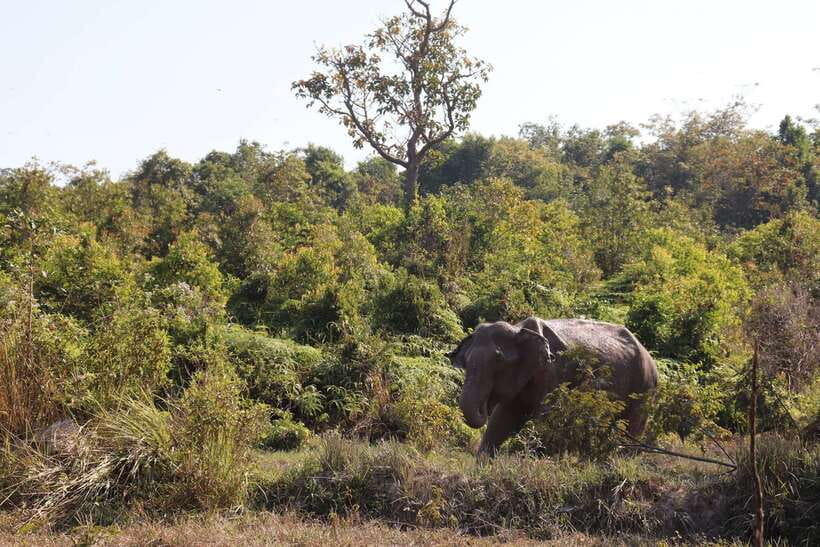 Siem Reap: Kulen Elephant Forest & Tonlesap Lake - Price and logistics: what you’re paying for, and what to watch