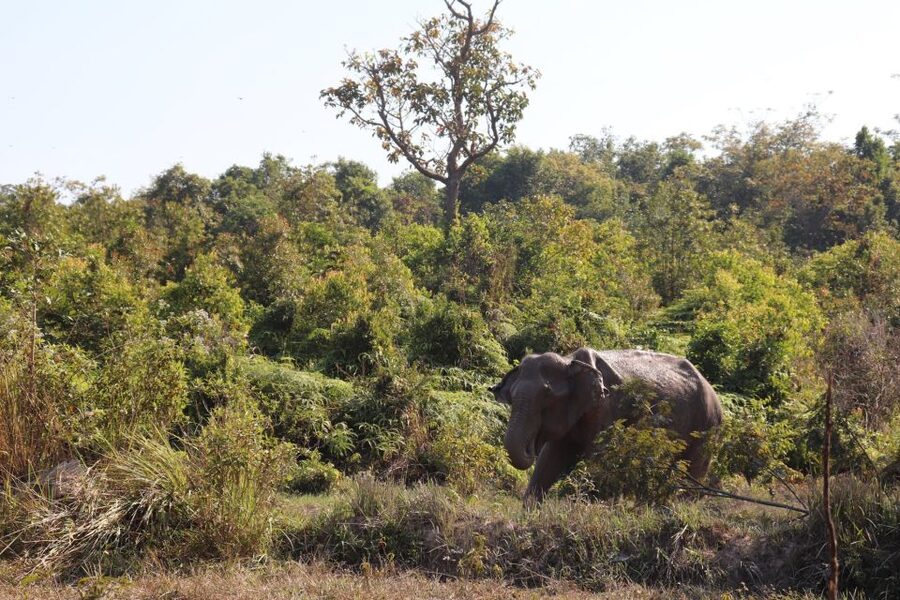 Siem Reap: Kulen Elephant Forest & Tonlesap Lake - The guide-factor: why Nak, Sophy, and Sath make a difference