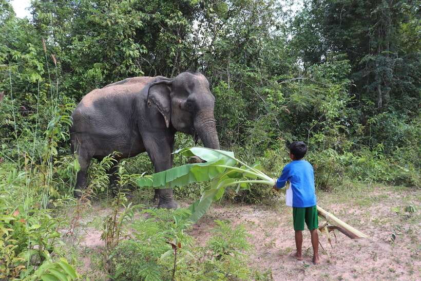 Siem Reap: Kulen Elephant Forest & Tonlesap Lake - Should you book: my practical take