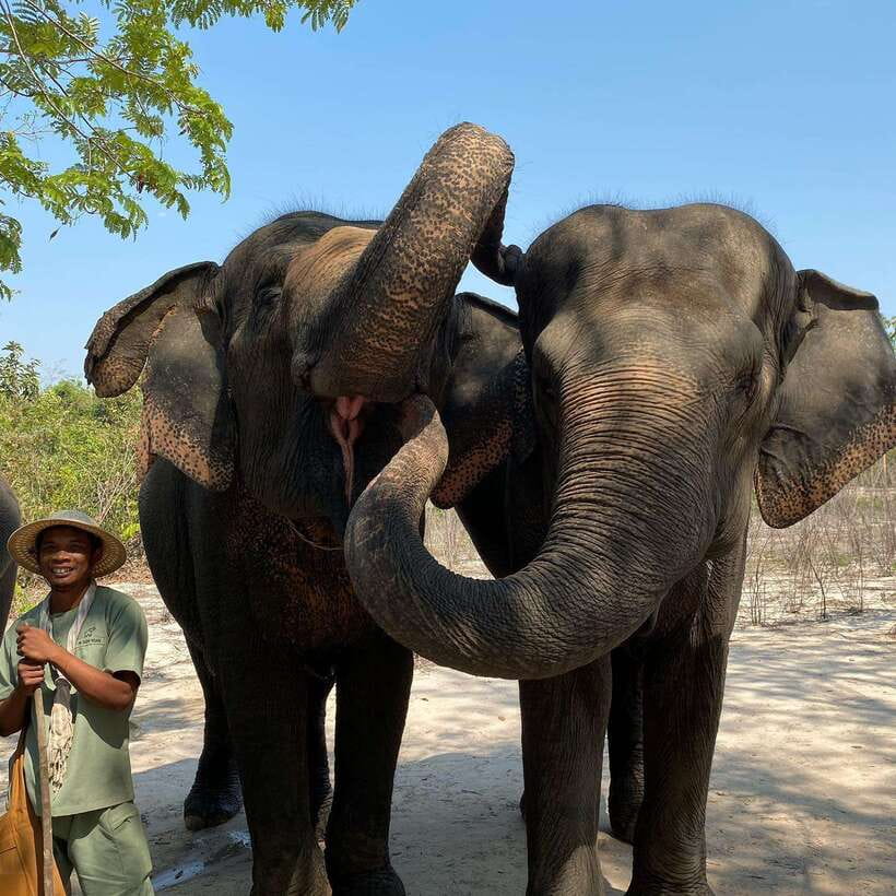 Siem Reap: Kulen Elephant Forest & Tonlesap Lake - The 2-kilometer guided trek: waterfall time in real jungle terrain