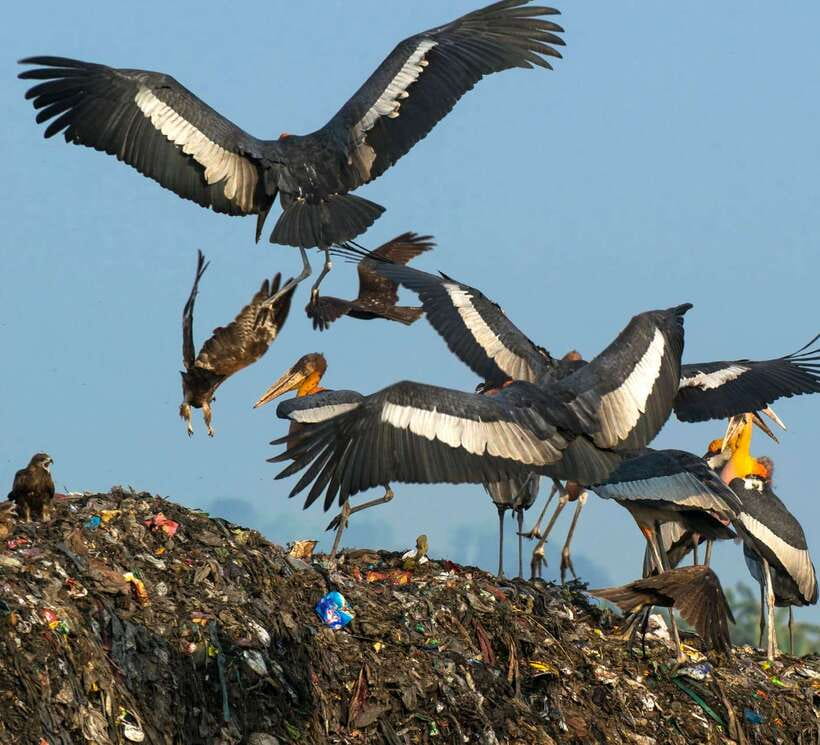 Siem Reap: Prek Toal Tonle Sap Biosphere Reserve Tour - Key points before you go