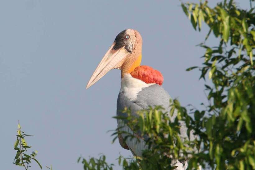 Siem Reap: Prek Toal Tonle Sap Biosphere Reserve Tour - Prek Toal and Tonlé Sap: why this bird sanctuary matters