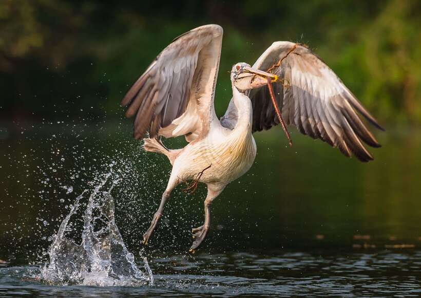 Siem Reap: Prek Toal Tonle Sap Biosphere Reserve Tour - The Great Lake crossing and the wildlife viewing window