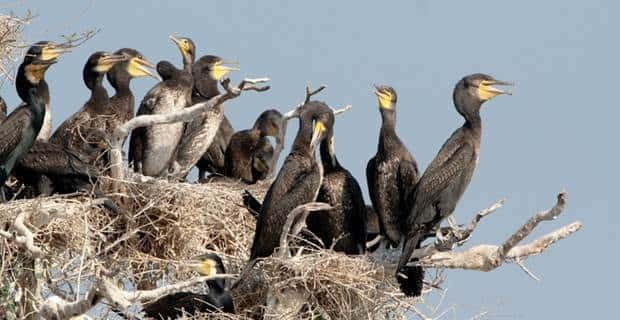 Siem Reap: Prek Toal Tonle Sap Biosphere Reserve Tour - Price and value: is $219 worth it?