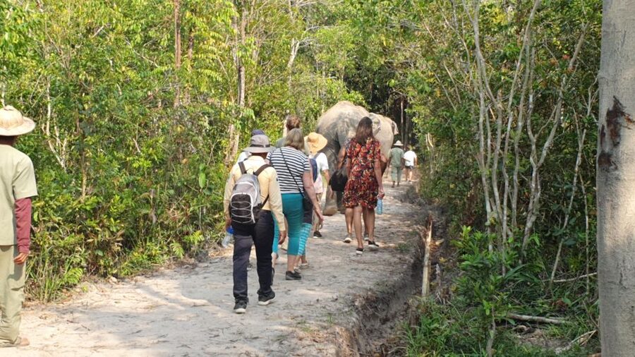 Siem Reap: Small Group Tour of Kulen Elephant Forest - Should You Book This Siem Reap Small-Group Kulen Elephant Tour?