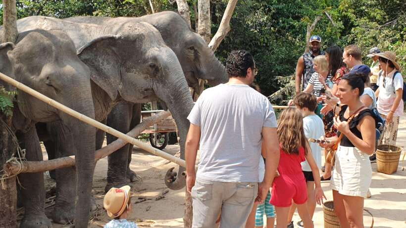 Siem Reap: Small Group Tour of Kulen Elephant Forest - Kulen Elephant Forest: A Morning That Feels Like a Forest Day