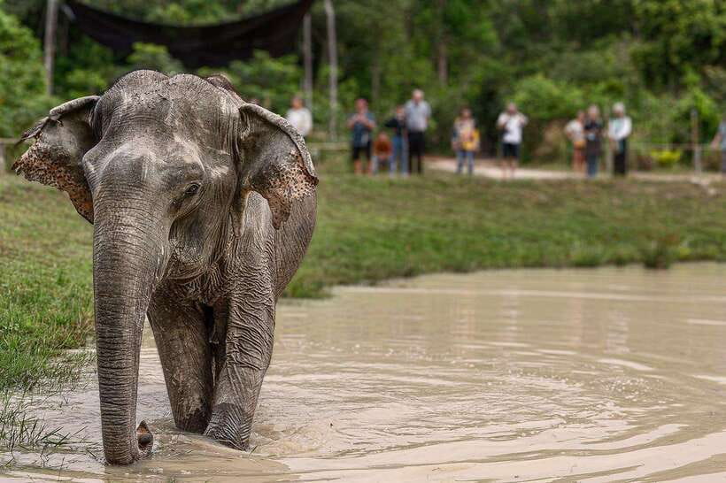 Siem Reap: Small Group Tour of Kulen Elephant Forest - Hotel Pickup and the Shuttle Ride Reality