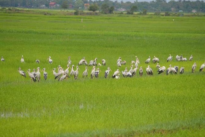 Tuk Tuk Journey: Exploring Rural Life and Silk Farm Craftsmanship - Angkor Silk Farm: seeing silk making from silk worms to weaving